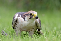 lanner valk (Falco biarmicus) 6-2016 0942